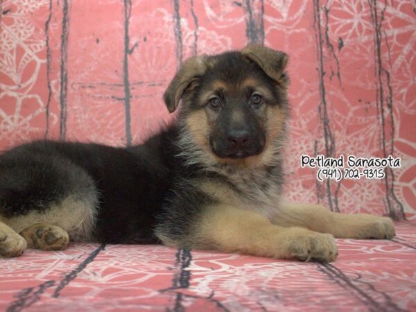 German Shepherd Dog — adopted from Dreamtails