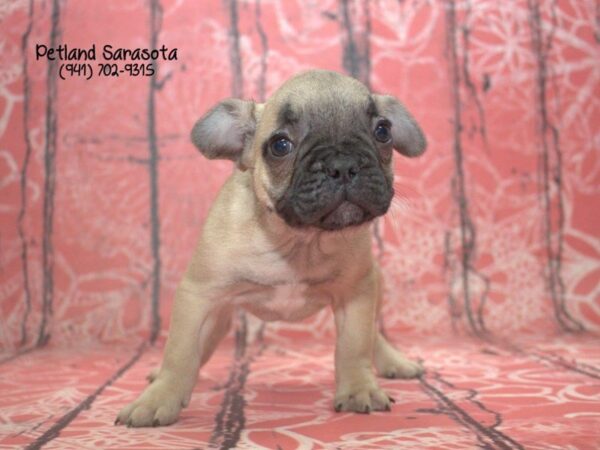 French Bulldog — adopted from Dreamtails