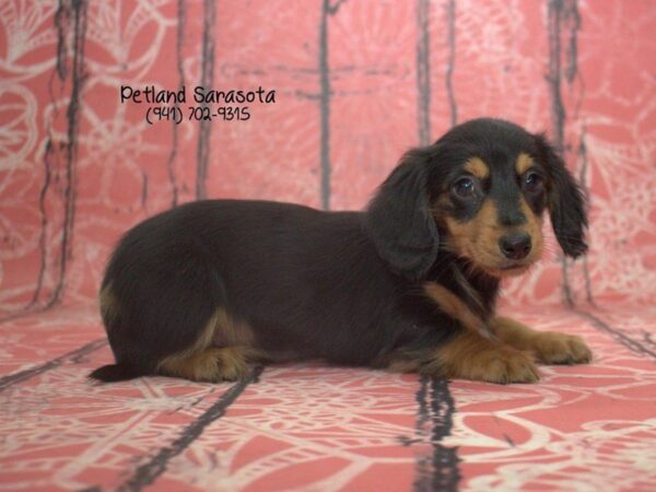 Dachshund — adopted from Dreamtails