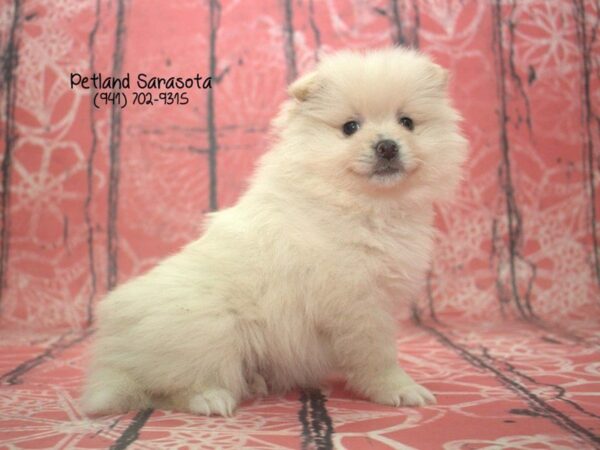 Pomeranian — adopted from Dreamtails