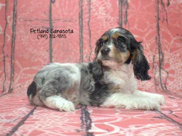 Cocker Spaniel — adopted from Dreamtails