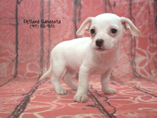 Caweenie — adopted from Dreamtails