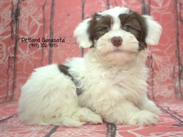 Havanese — adopted from Dreamtails