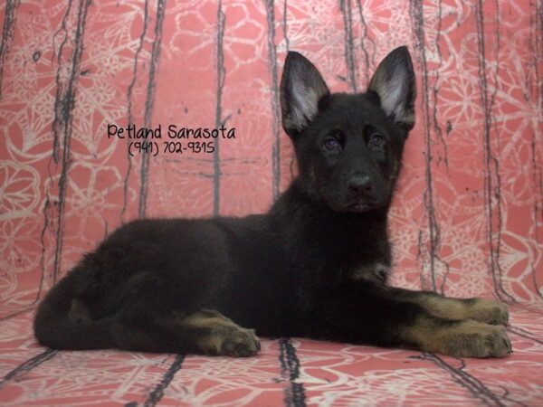 German Shepherd Dog — adopted from Dreamtails