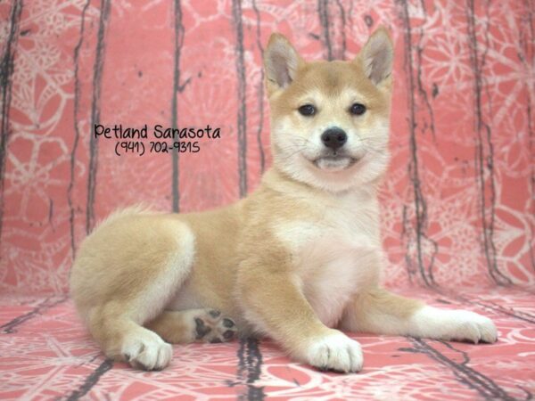 Shiba Inu — adopted from Dreamtails