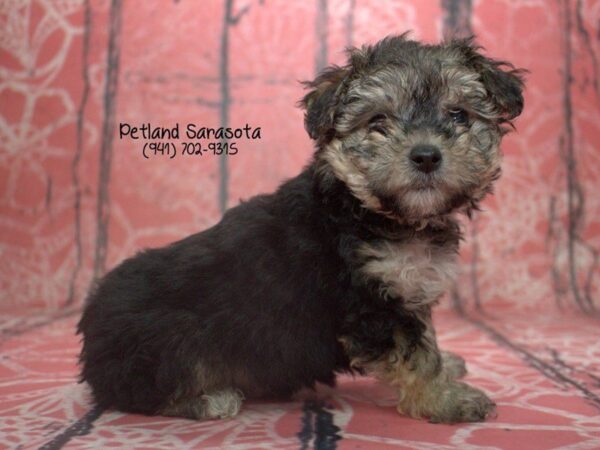 Yorkiepoo — adopted from Dreamtails