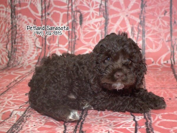 Miniature Labradoodle — adopted from Dreamtails