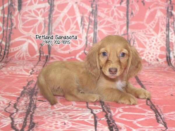 Dachshund — adopted from Dreamtails