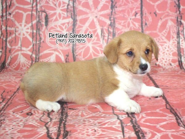 Pembroke Welsh Corgi — adopted from Dreamtails