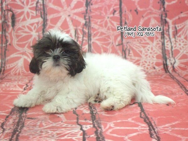 Shih Tzu — adopted from Dreamtails