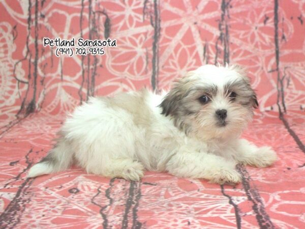 Malshih — adopted from Dreamtails