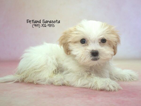 Teddy Bear — adopted from Dreamtails