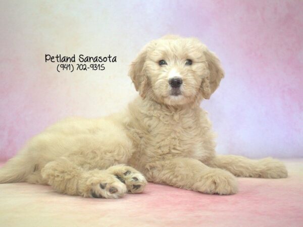 Goldendoodle — adopted from Dreamtails