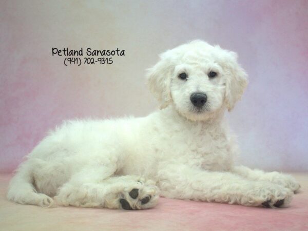 Goldendoodle 2nd Gen — adopted from Dreamtails