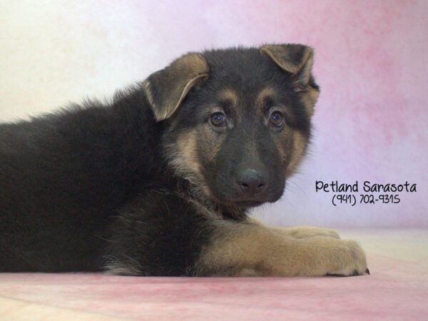 German Shepherd Dog — adopted from Dreamtails