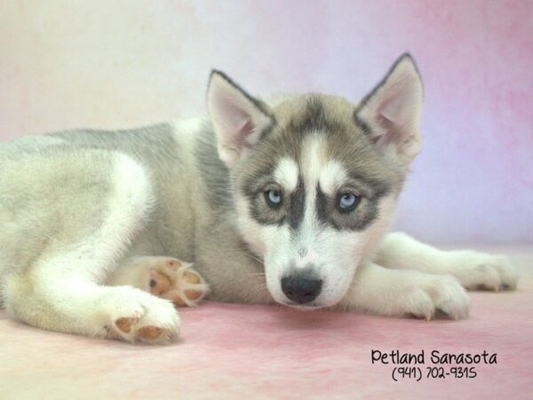 Siberian Husky — adopted from Dreamtails