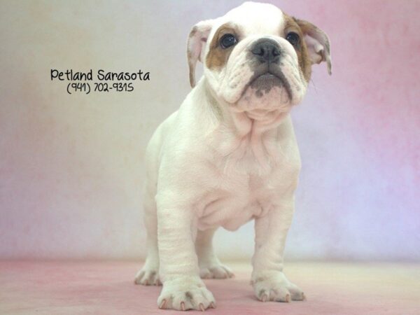 English Bulldog — adopted from Dreamtails