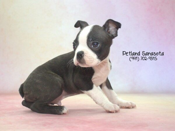 Boston Terrier — adopted from Dreamtails