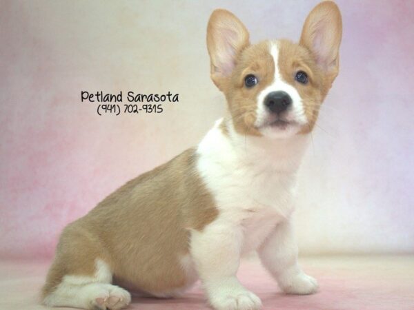 Pembroke Welsh Corgi — adopted from Dreamtails