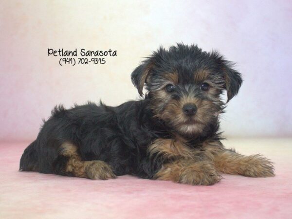 Yorkshire Terrier — adopted from Dreamtails