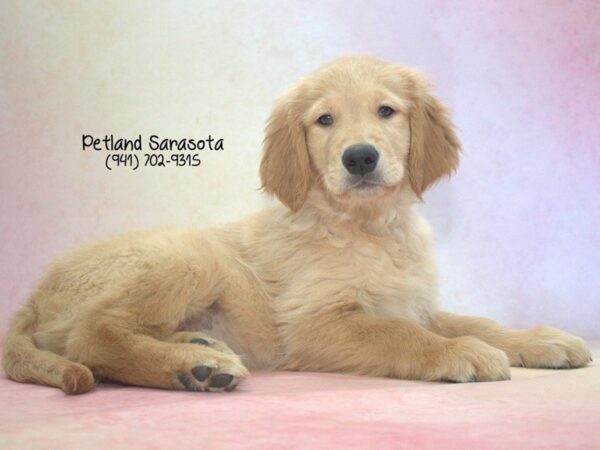 Golden Retriever — adopted from Dreamtails