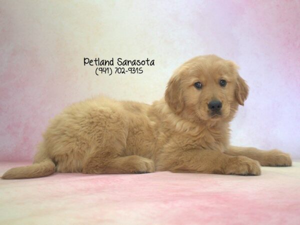 Golden Retriever — adopted from Dreamtails