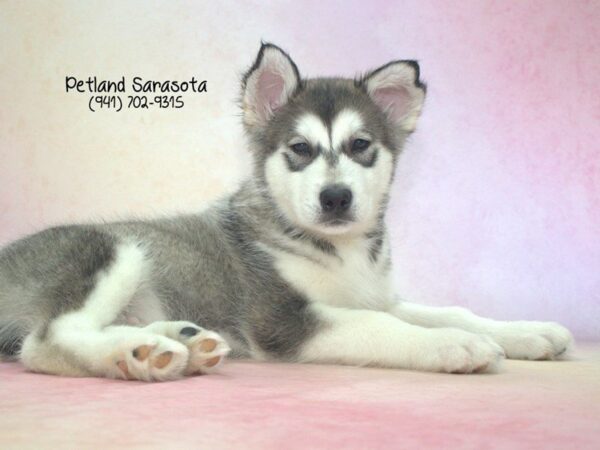 Malamute — adopted from Dreamtails