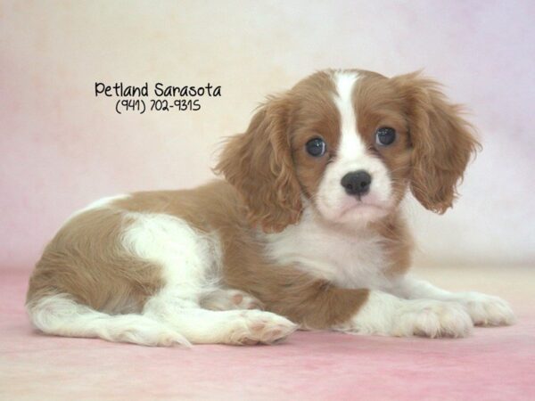 Cavalier King Charles — adopted from Dreamtails