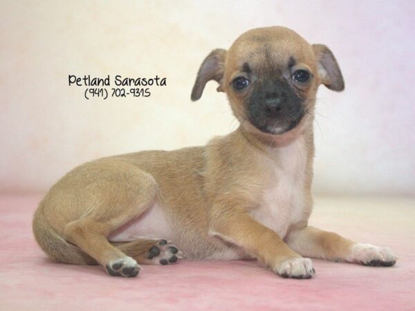 Chihuahua — adopted from Dreamtails