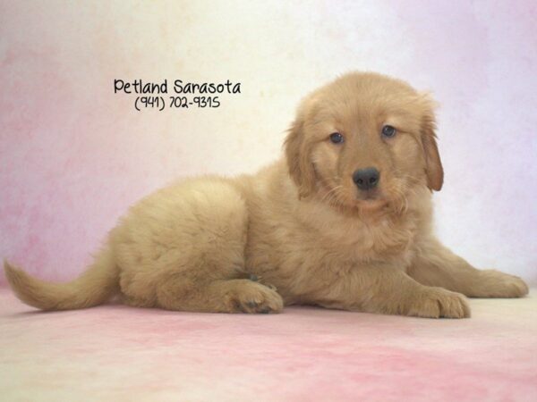 Golden Retriever — adopted from Dreamtails