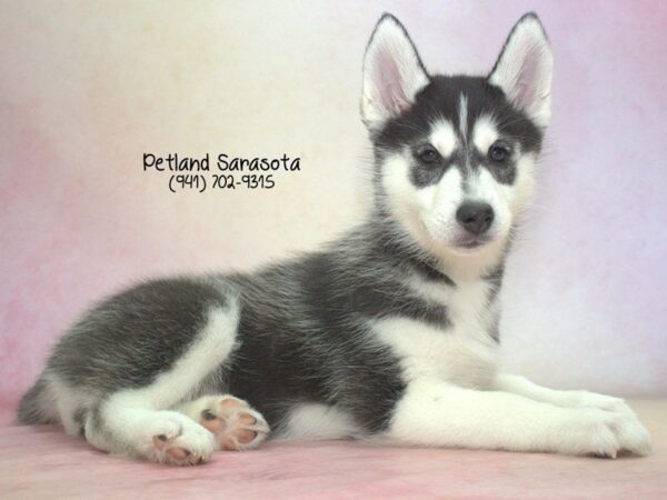 Siberian Husky — adopted from Dreamtails