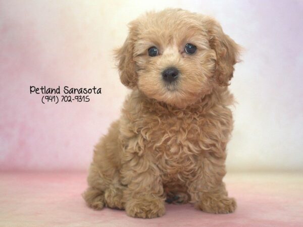Cavapoo — adopted from Dreamtails