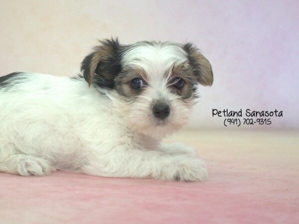 Morkie — adopted from Dreamtails