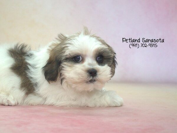 Teddy Bear — adopted from Dreamtails