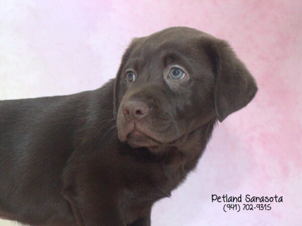 Labrador Retriever — adopted from Dreamtails