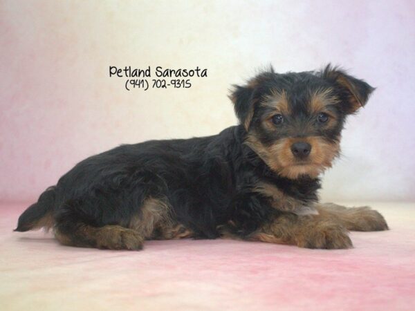 Yorkshire Terrier — adopted from Dreamtails