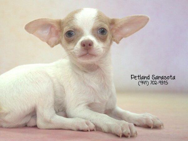 Chihuahua — adopted from Dreamtails