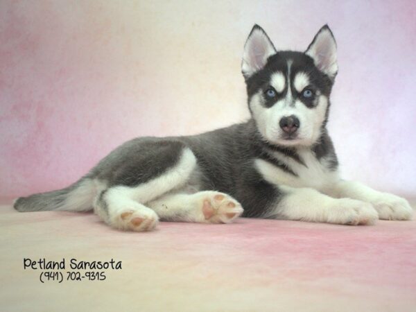 Siberian Husky — adopted from Dreamtails
