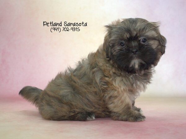 Shih Tzu — adopted from Dreamtails