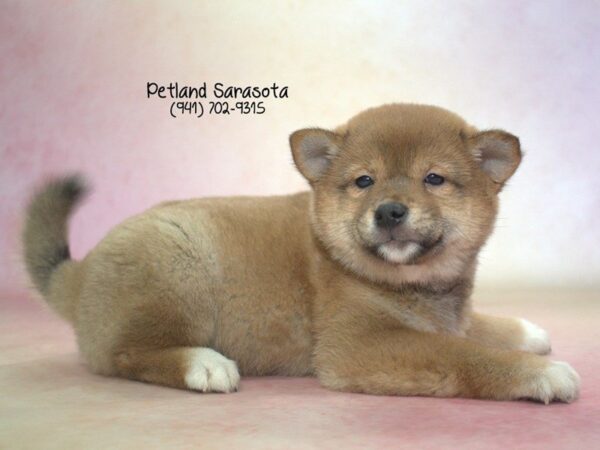 Shiba Inu — adopted from Dreamtails