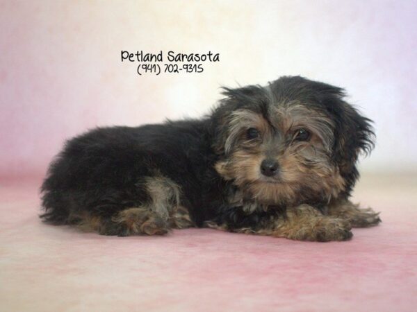 Yorkie Poo — adopted from Dreamtails