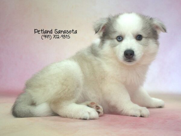 Huskimo — adopted from Dreamtails