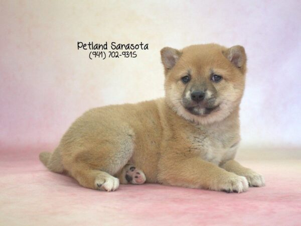 Shiba Inu — adopted from Dreamtails