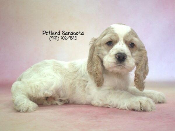 Cocker Spaniel — adopted from Dreamtails