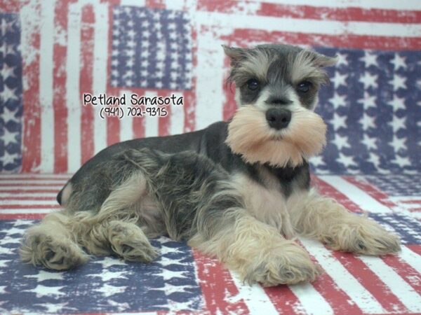 Miniature Schnauzer — adopted from Dreamtails