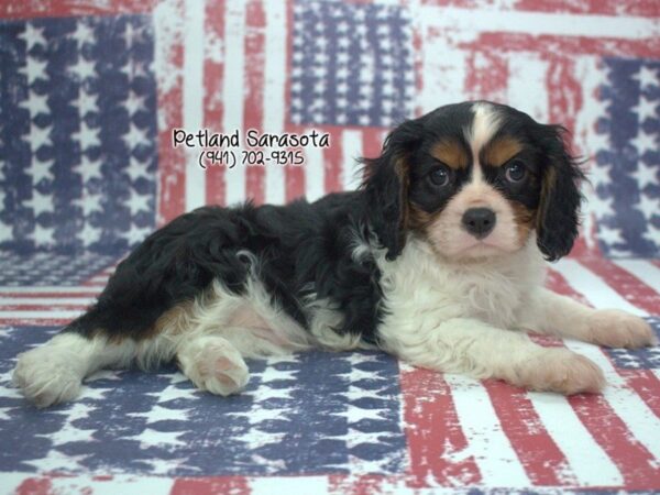 Cavalier King Charles Spaniel — adopted from Dreamtails