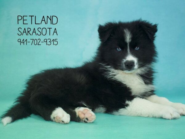Pomsky — adopted from Dreamtails