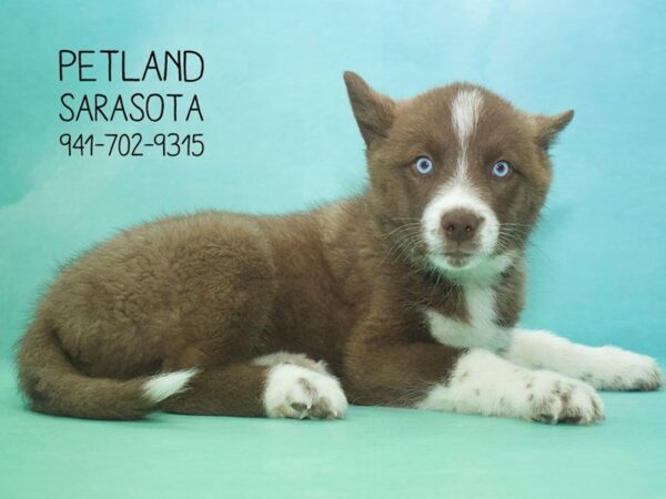 Pomsky — adopted from Dreamtails