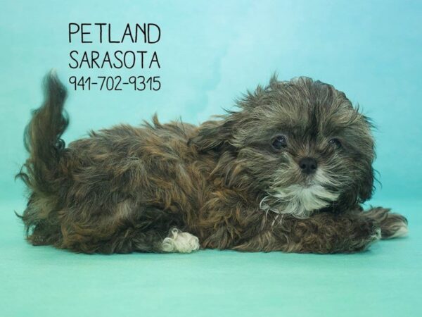 Shih-Poo — adopted from Dreamtails