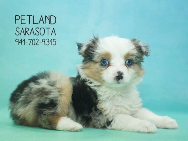 Miniature Australian Shepherd — adopted from Dreamtails